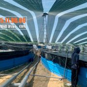 cáp-bọc-nhựa-ao-tôm-10mm